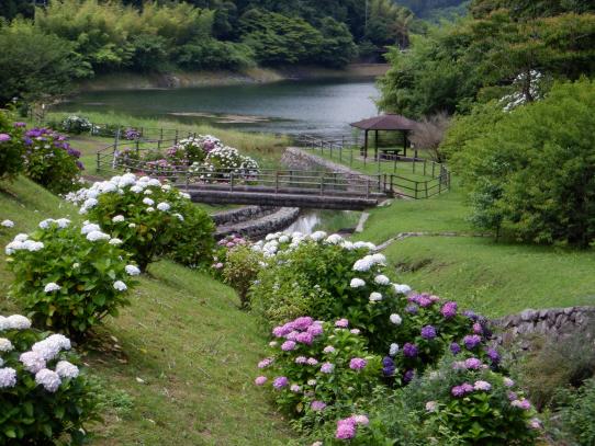 呉ダム渓流公園のアジサイ-0