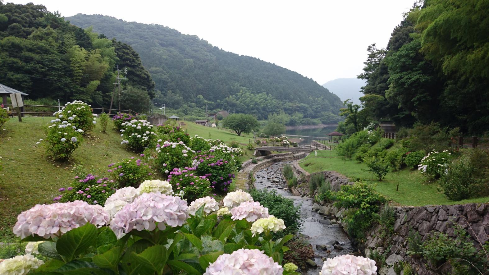呉ダム渓流公園のアジサイ-1