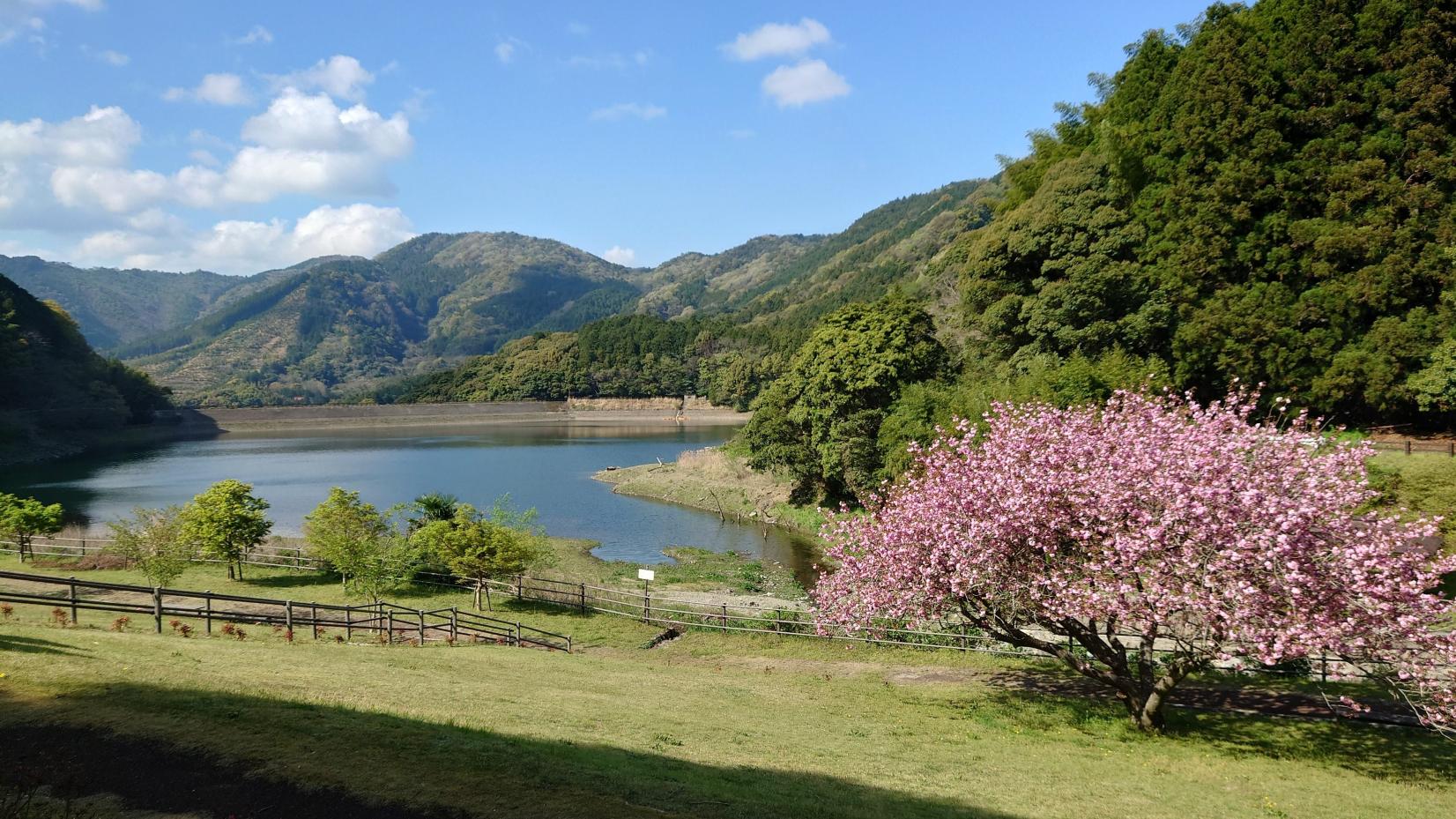 呉ダム渓流公園のアジサイ-2