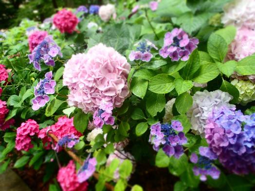 【筥崎宮】あじさい苑-2