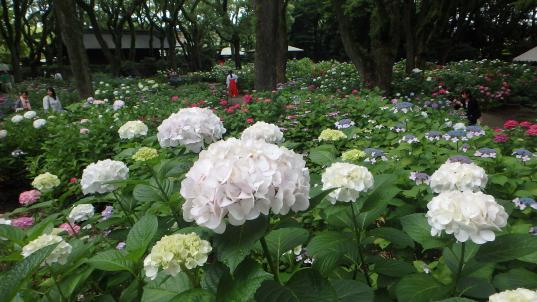 紫陽花Ⅱ 筥崎宮あじさい苑（2022年6月15日） | 花の時間｜写真集