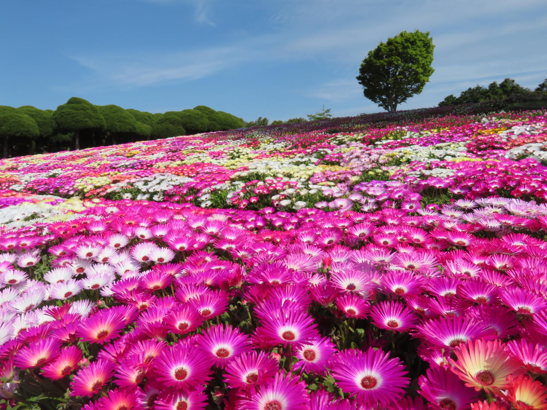 Nokonoshima Island Park-3