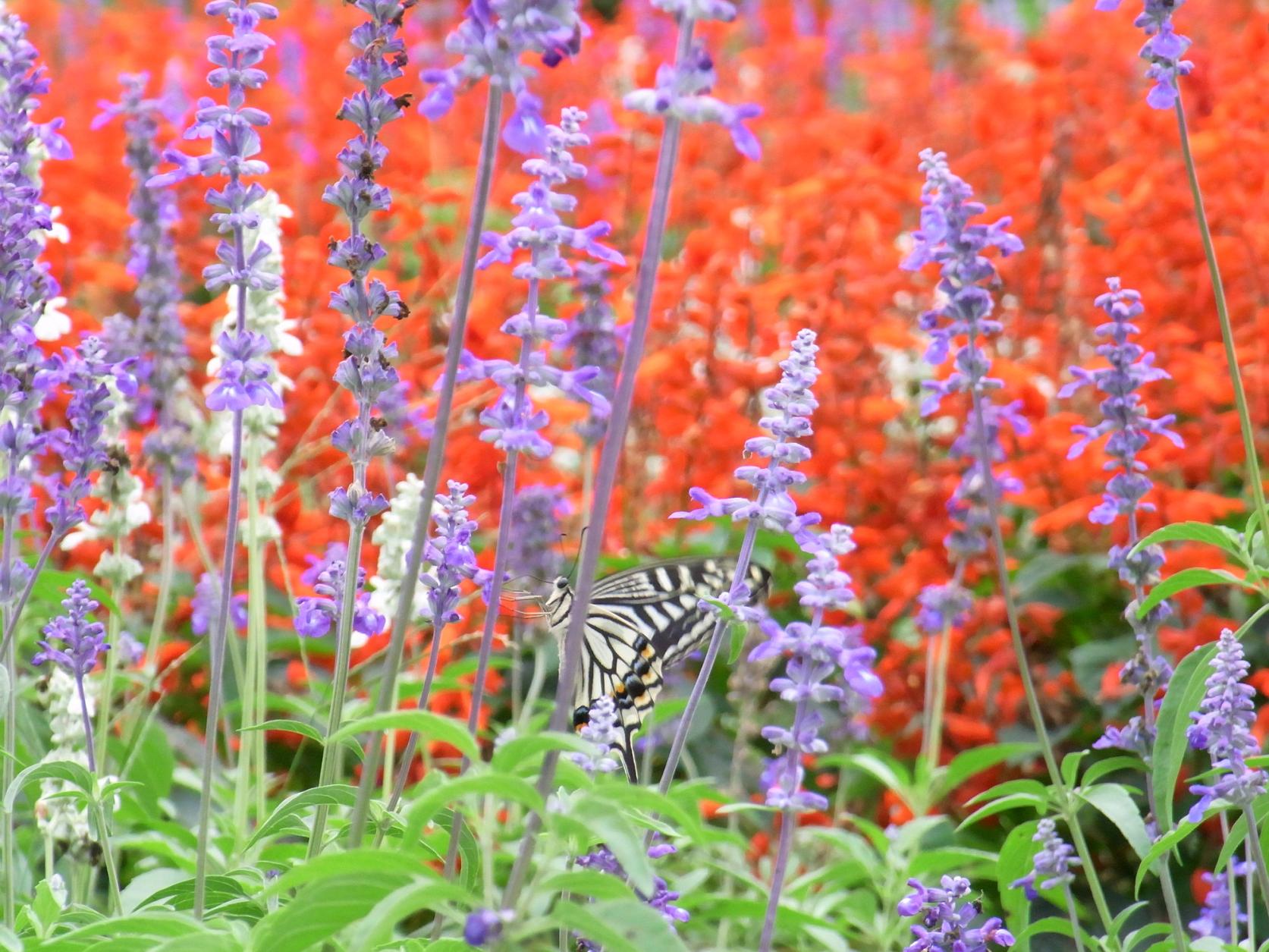 Nokonoshima Island Park-9