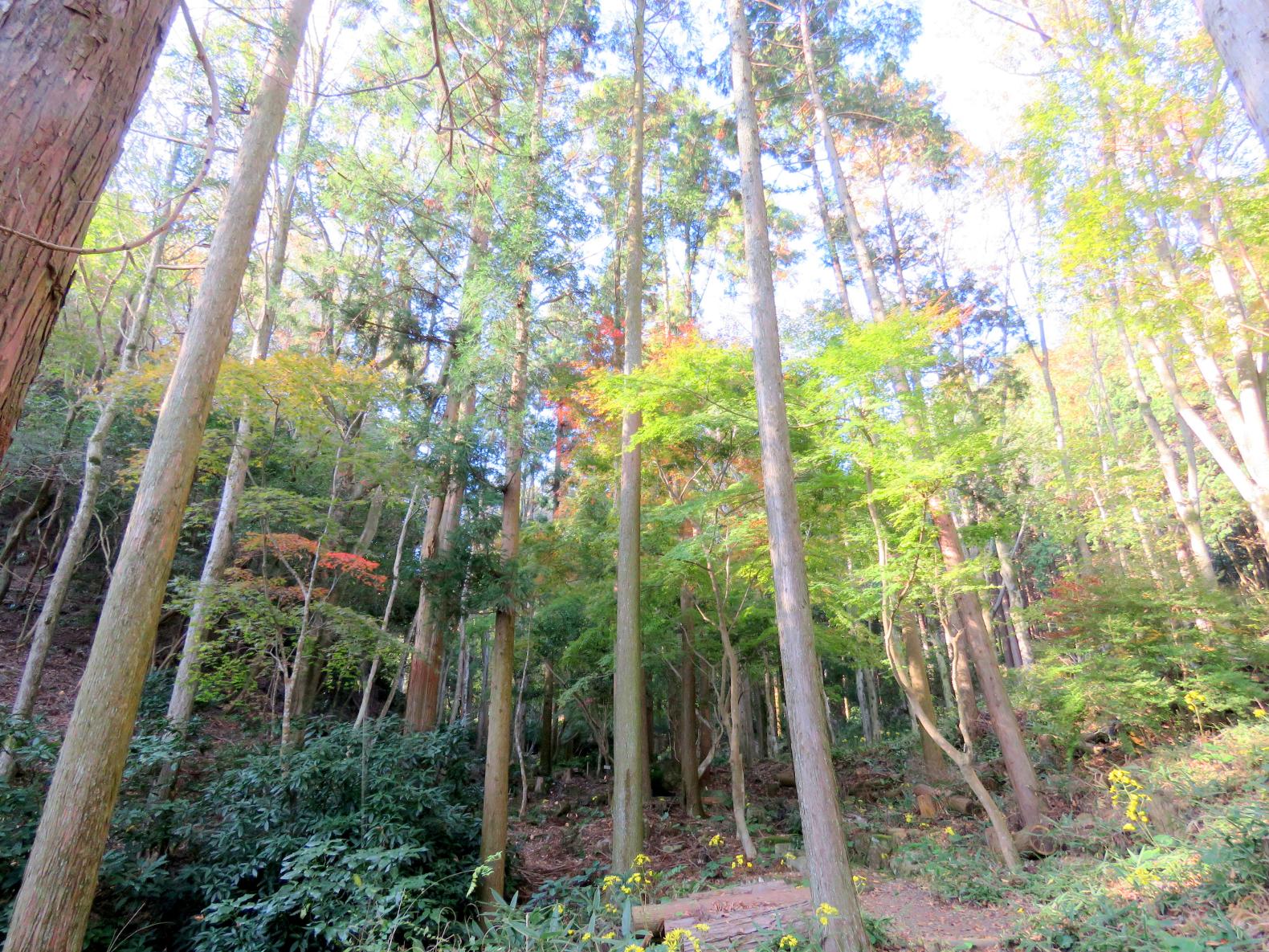 四王寺県民の森（ワンヘルスの森）