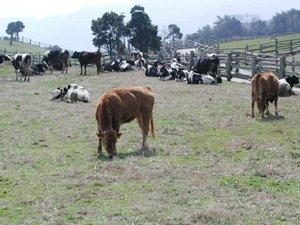 Moo Moo Land Aburayama Livestock Farm