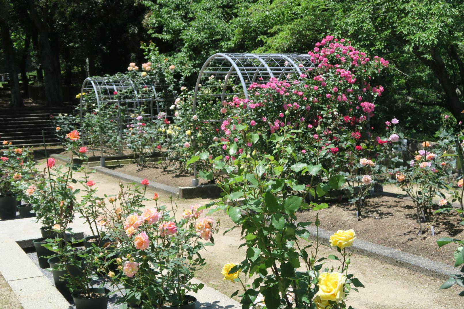 花畑園芸公園