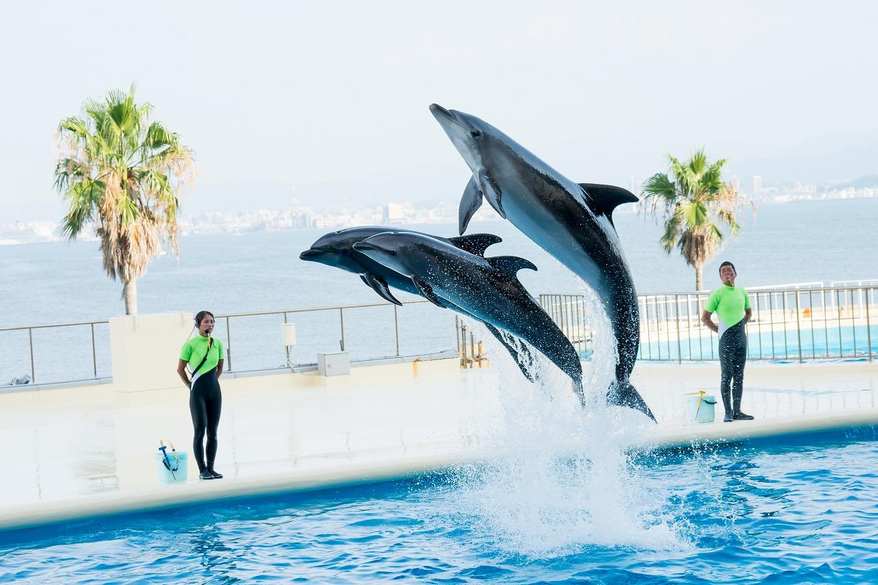 マリンワールド海の中道-1