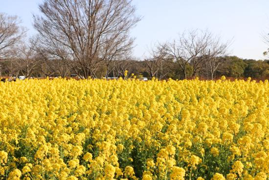 Parc marin Uminonakamichi (ou Parc balnéaire d’Uminonakamichi).-0