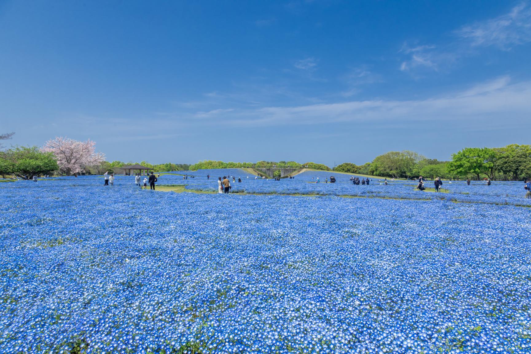 海中道海滨公园-8