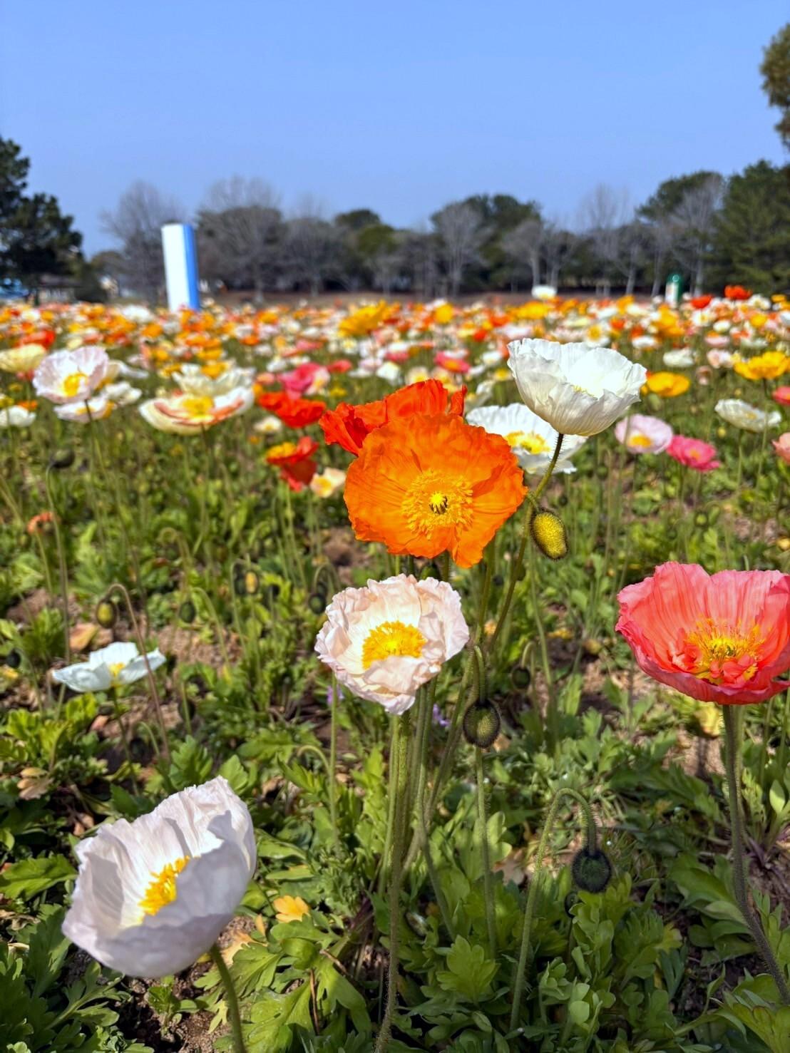 海の中道海浜公園-4