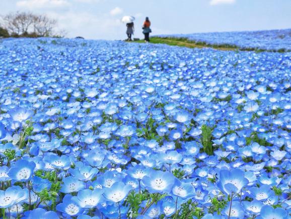 Uminonakamichi Seaside Park-0