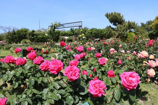 海の中道海浜公園-4