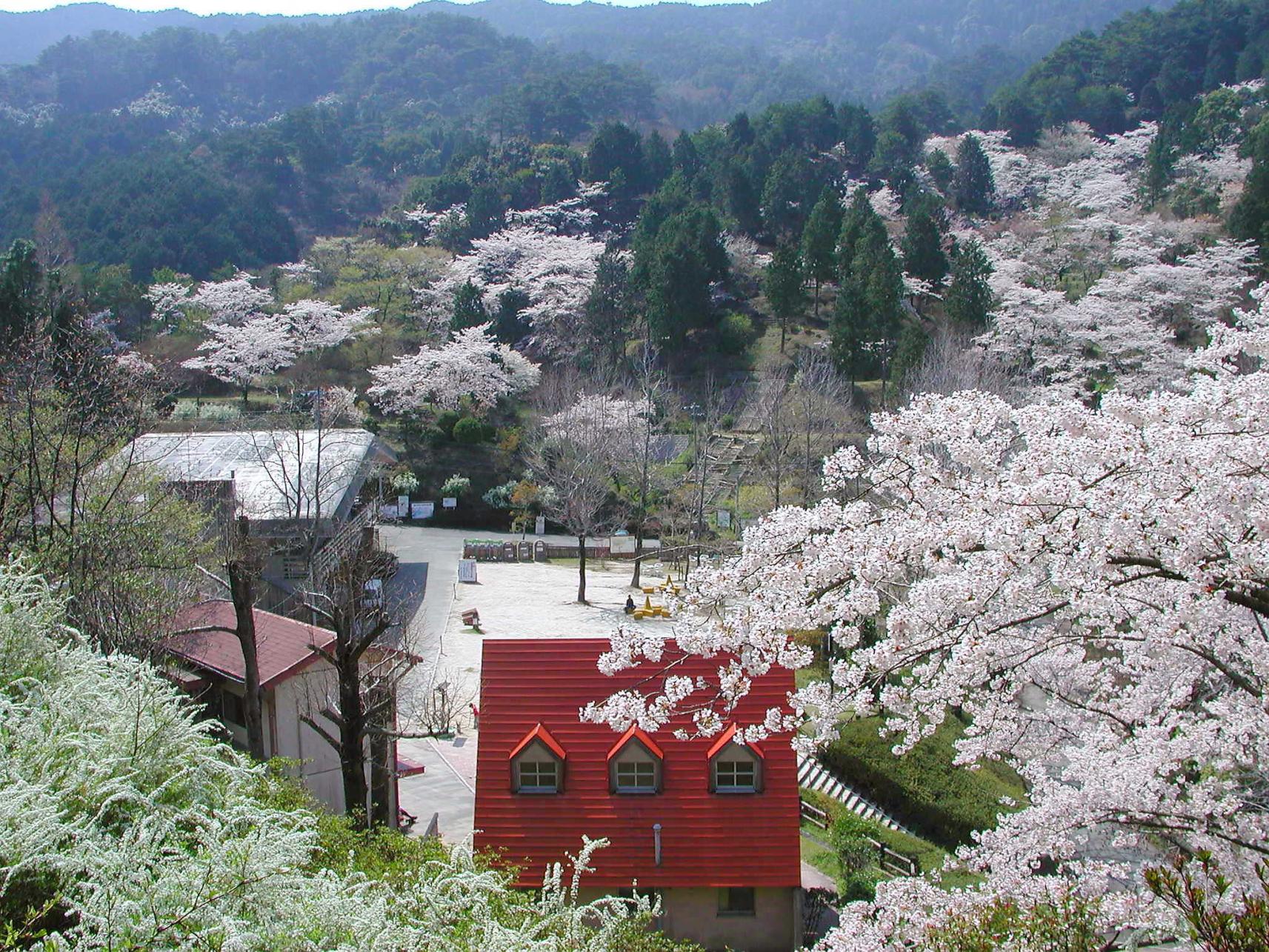 油山市民的森-4