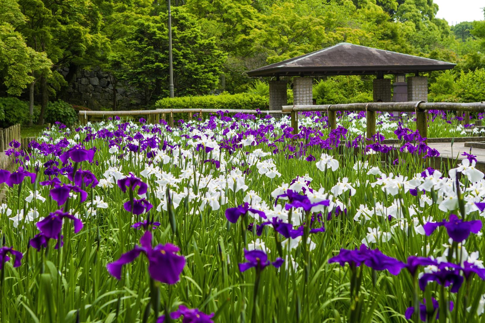 Maizuru Park-1
