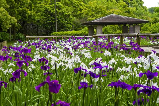 Maizuru Park-1