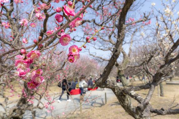 Maizuru Park-2