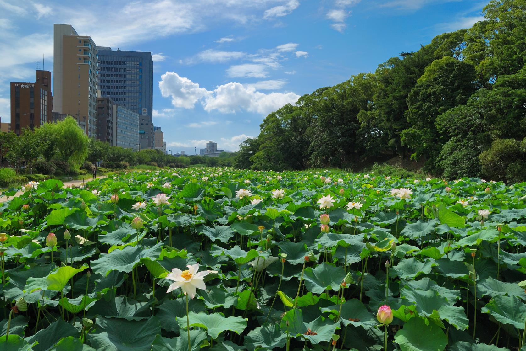 舞鶴公園-8