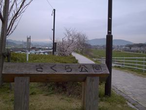 桜づつみ公園-0