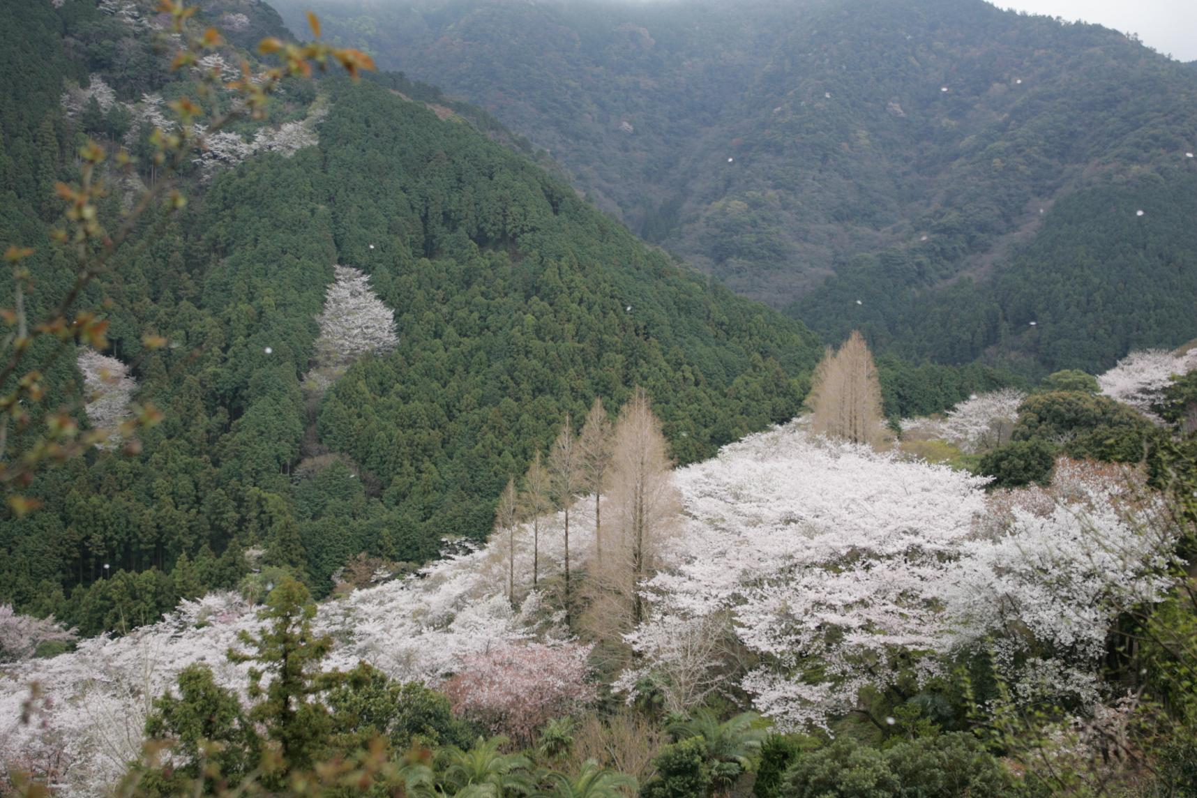 興山園