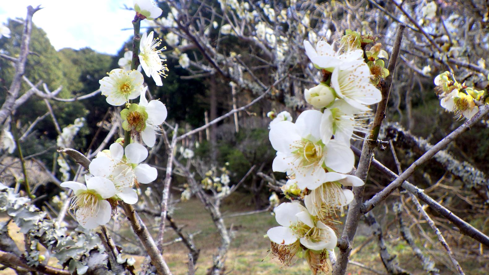 皿山公園-4