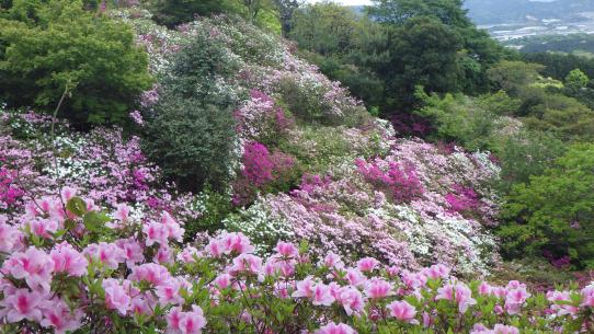 皿山公園-2