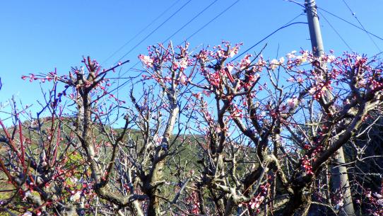 皿山公園-5
