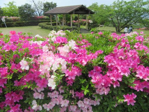 皿山公園-0