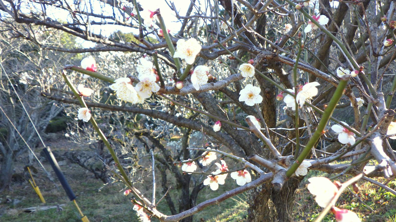 皿山公園-3