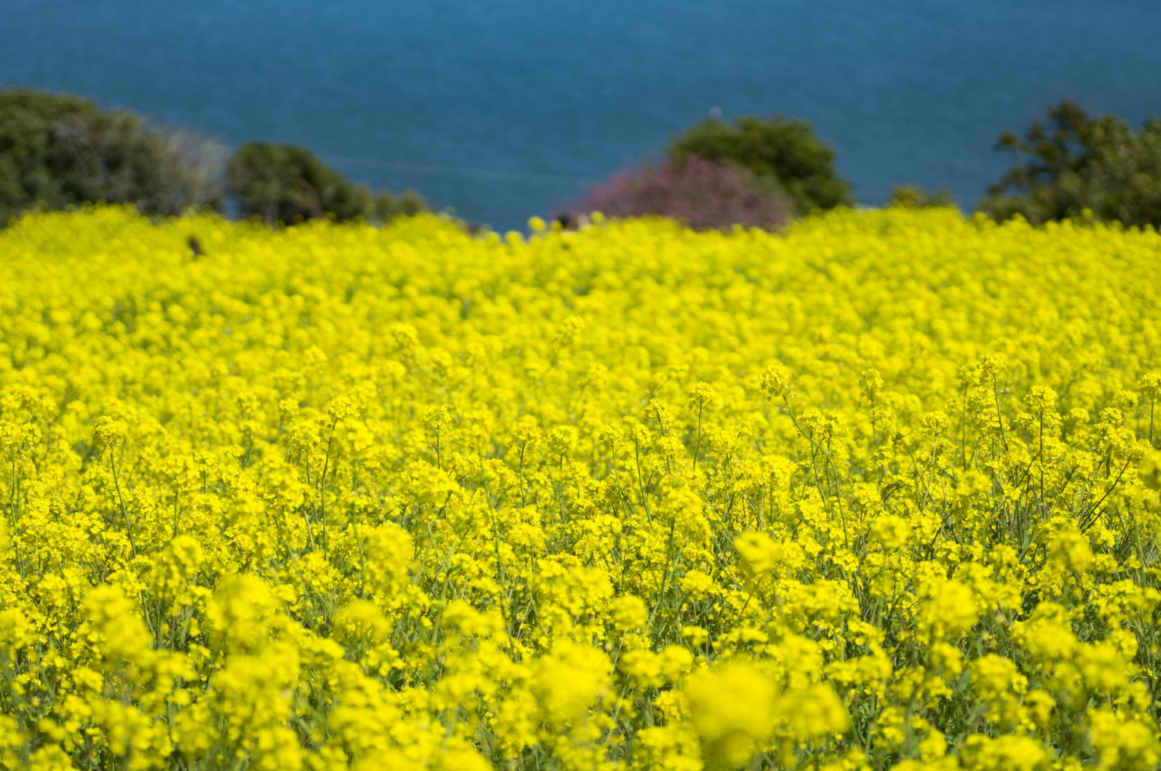 能古島