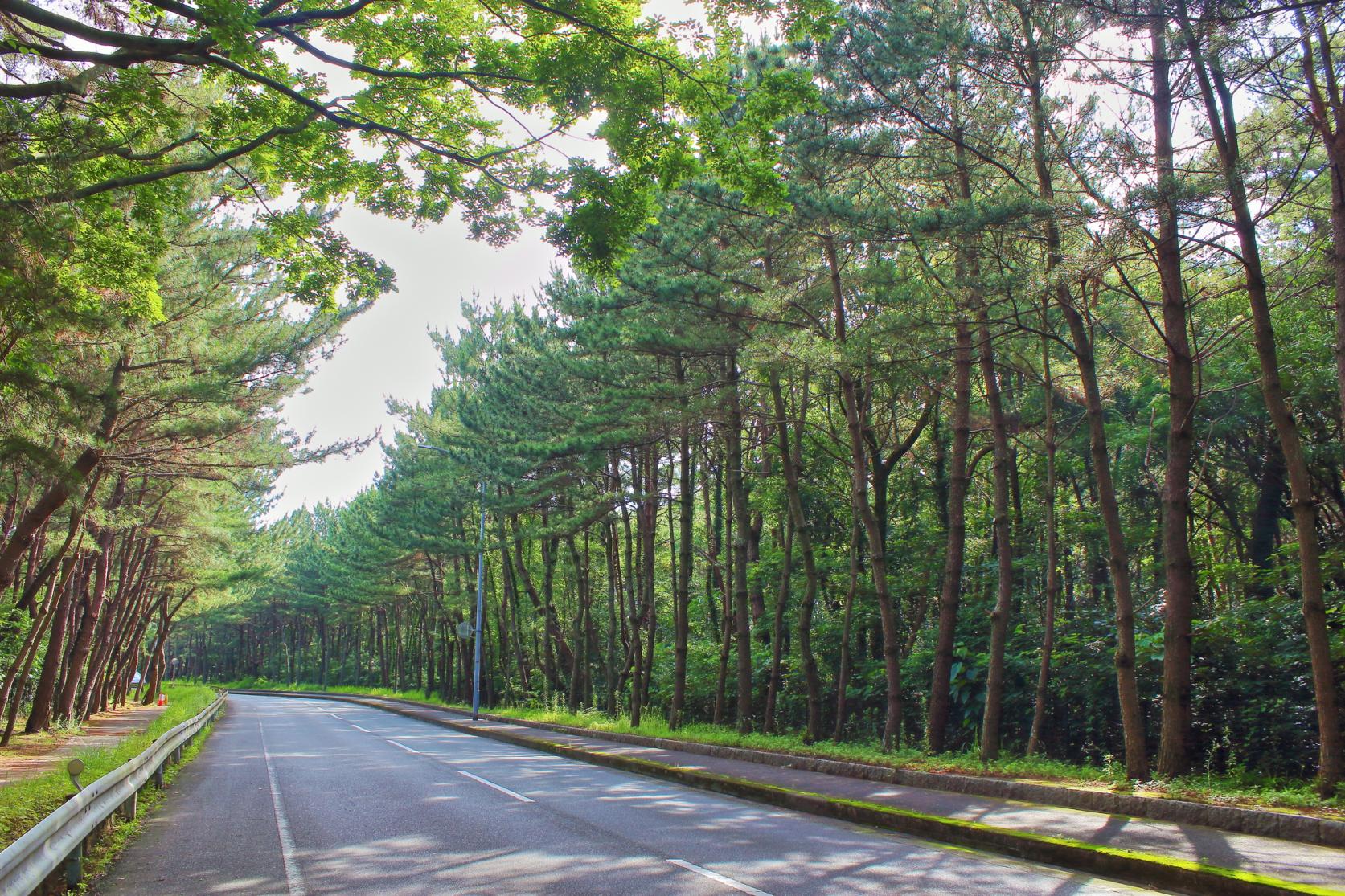 the primeval pine forest