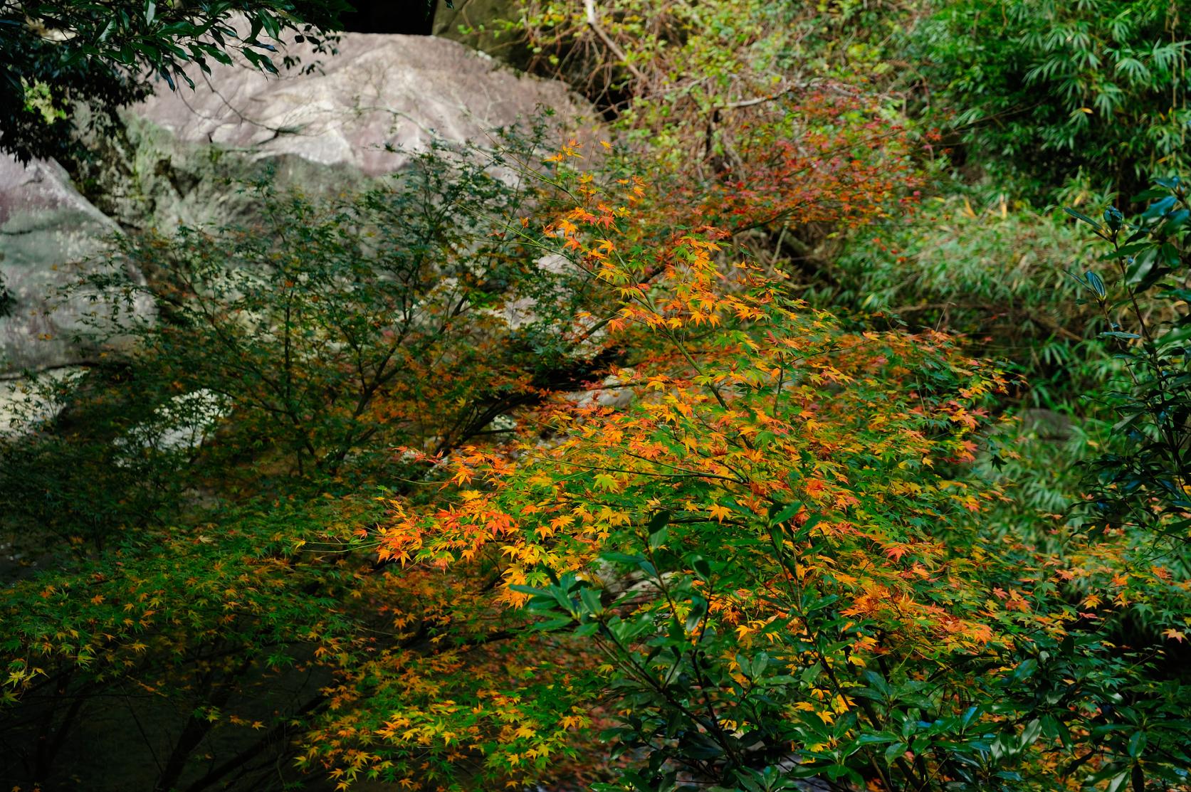 Autumn Leaves of Chikushi-Yabakei-8