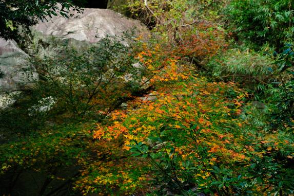 筑紫耶馬渓の紅葉-8