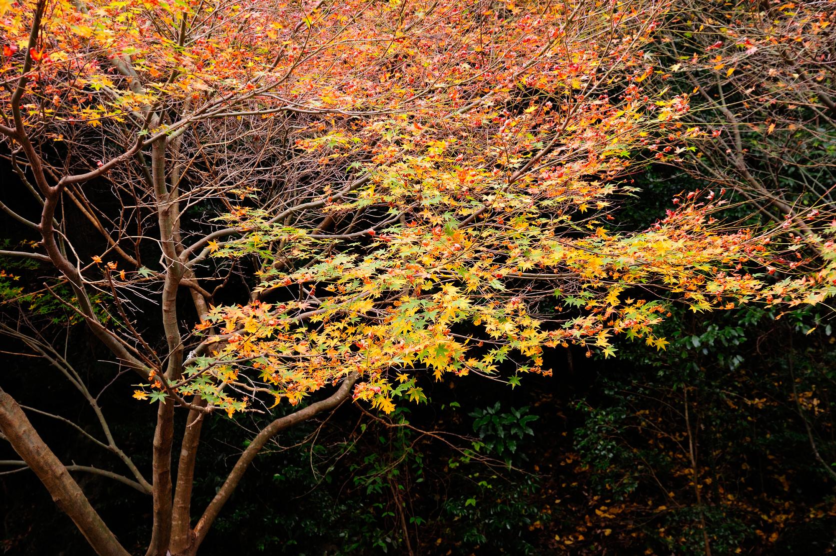 筑紫耶馬渓の紅葉-1