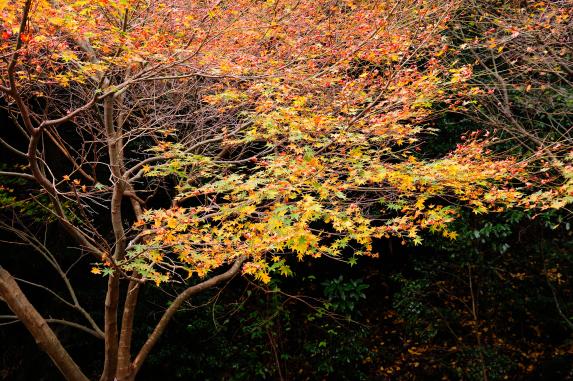 Autumn Leaves of Chikushi-Yabakei-1