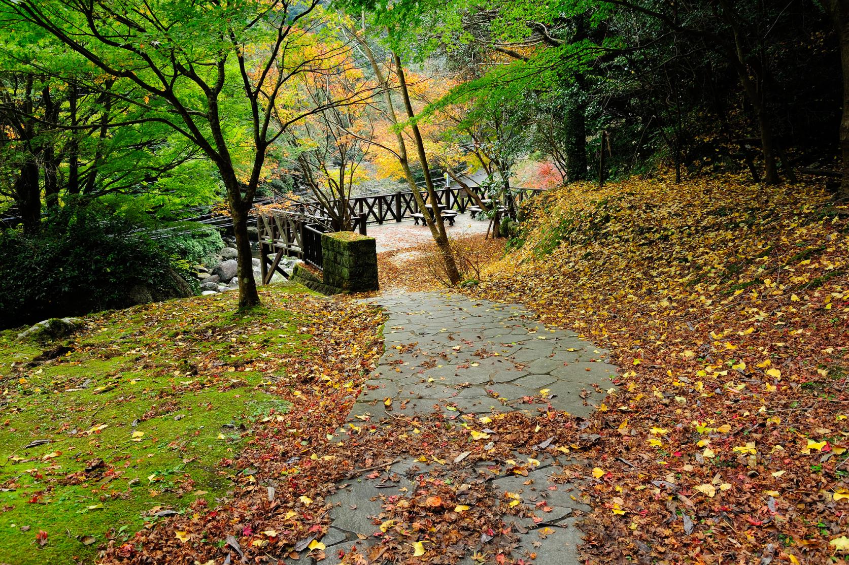 Autumn Leaves of Chikushi-Yabakei-5