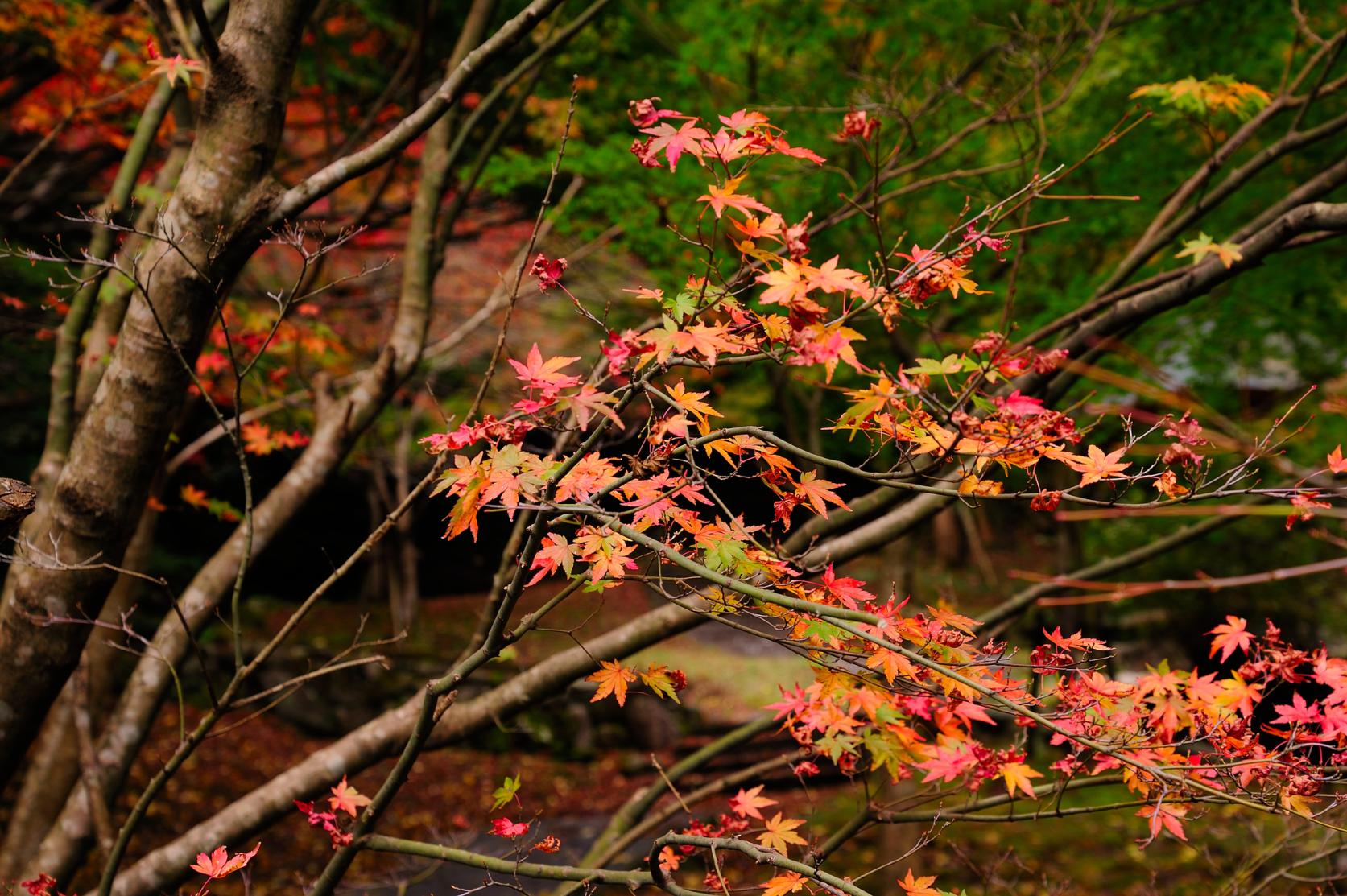 筑紫耶馬渓の紅葉-2