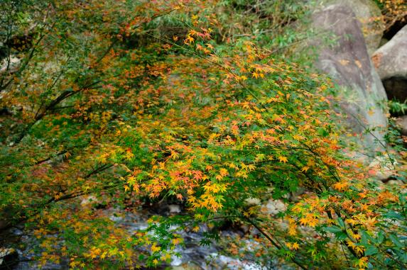 Autumn Leaves of Chikushi-Yabakei-6