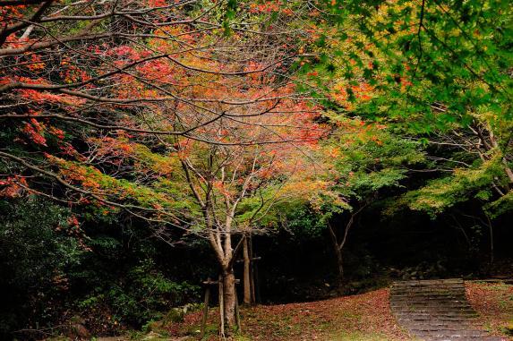 筑紫耶馬渓の紅葉-7