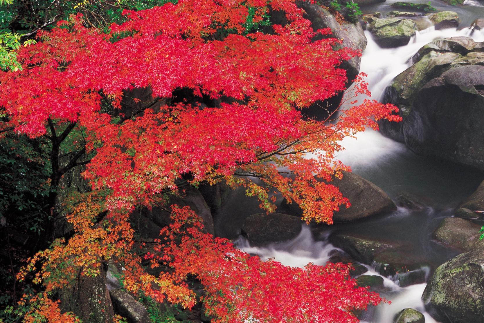 Autumn Leaves of Chikushi-Yabakei