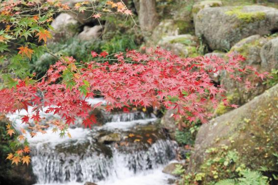 一棵鬆公園(昭和之林)-8