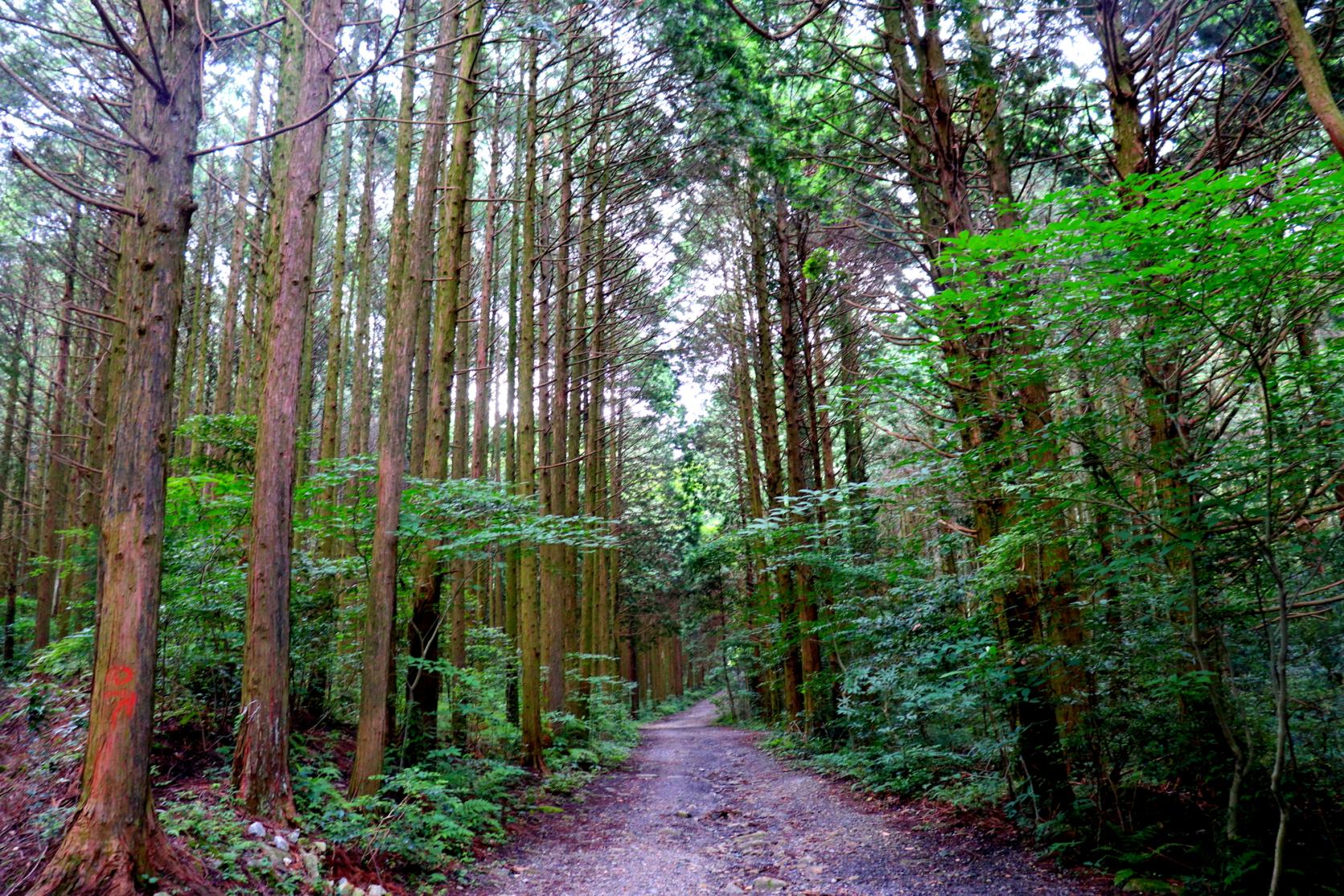 一棵鬆公園(昭和之林)-1