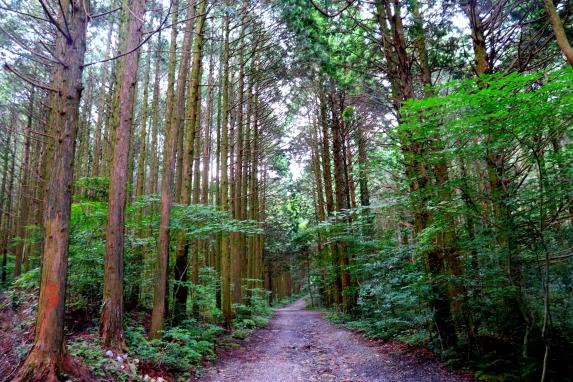 Ipponmatsu Park (Showa Forest)-1