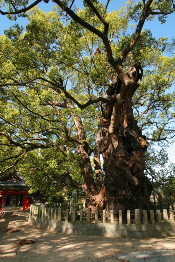 宇美八幡宮（宇美町）-1