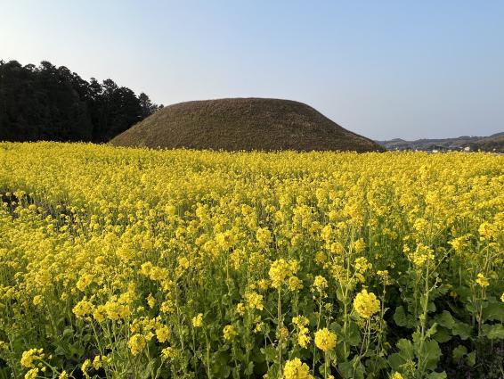 新原・奴山古墳群-3