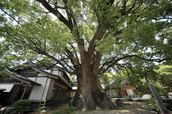 Dazaifu Tenmangu Shrine-5