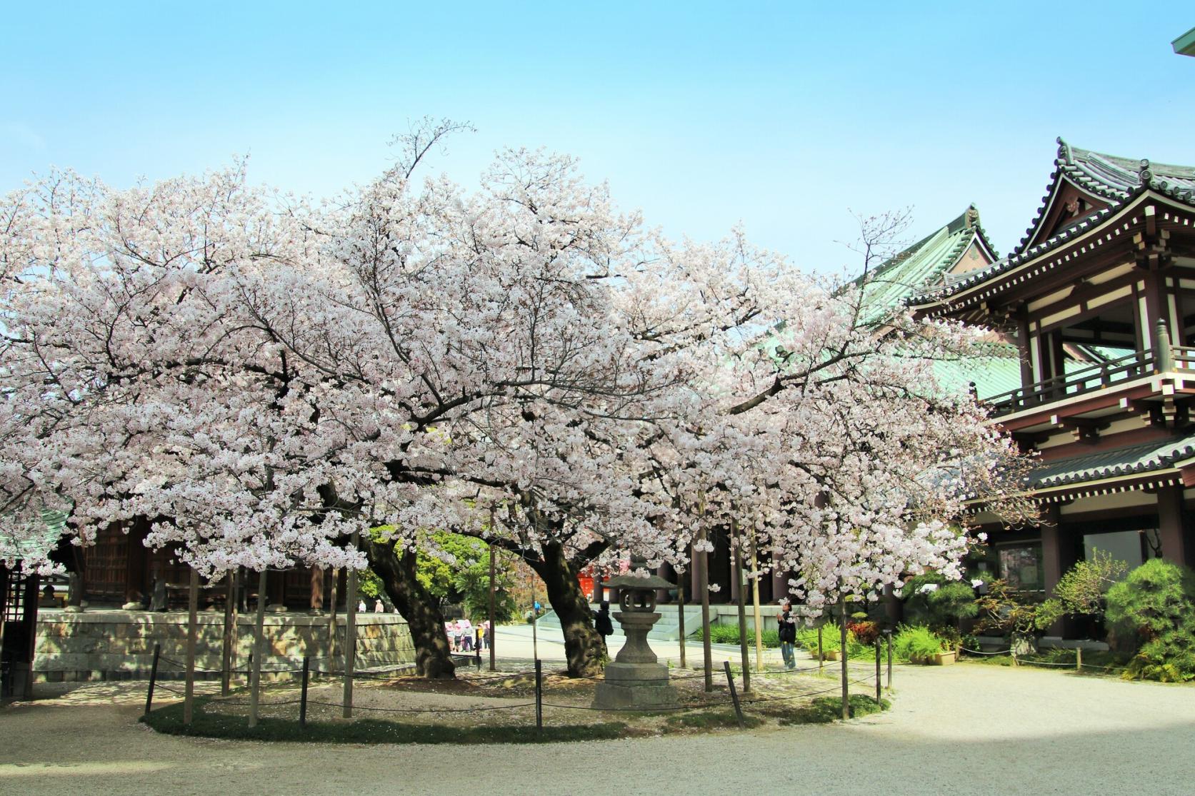 東長寺-8