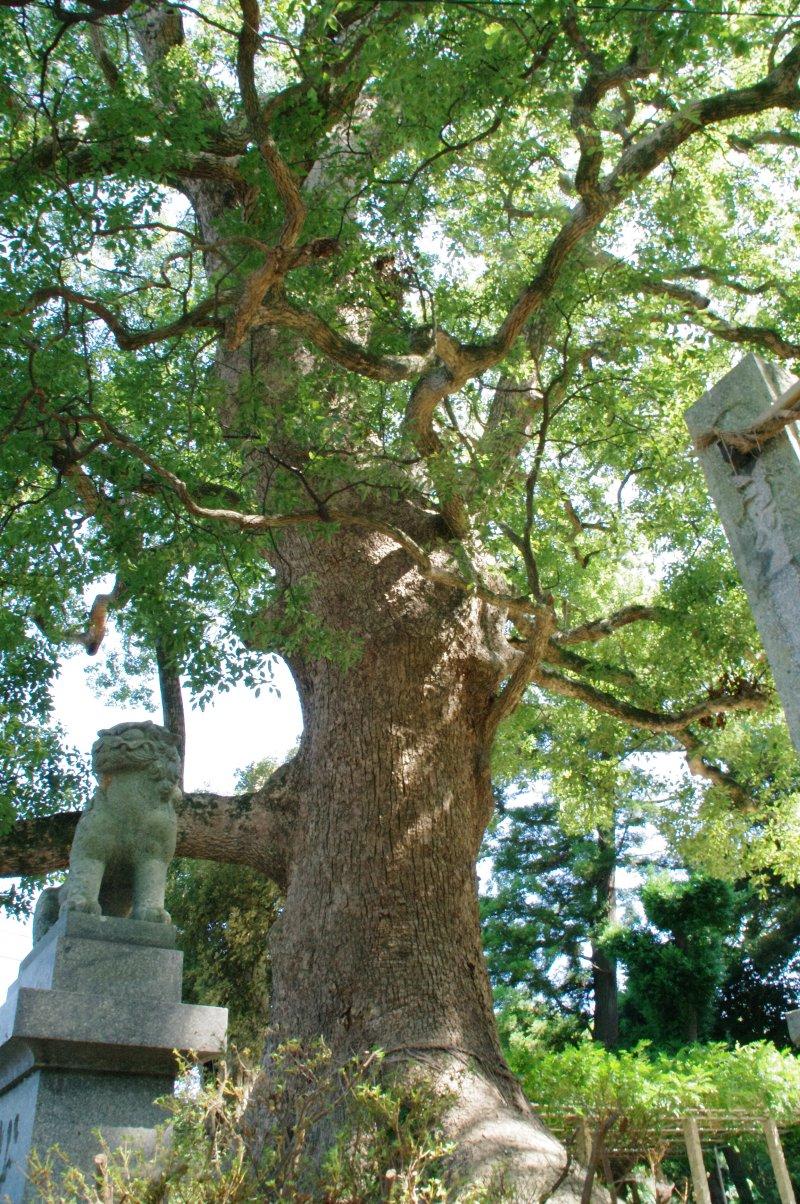 六所神社の大樟-1