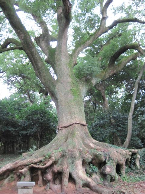 光岡八幡宮の大樟-1