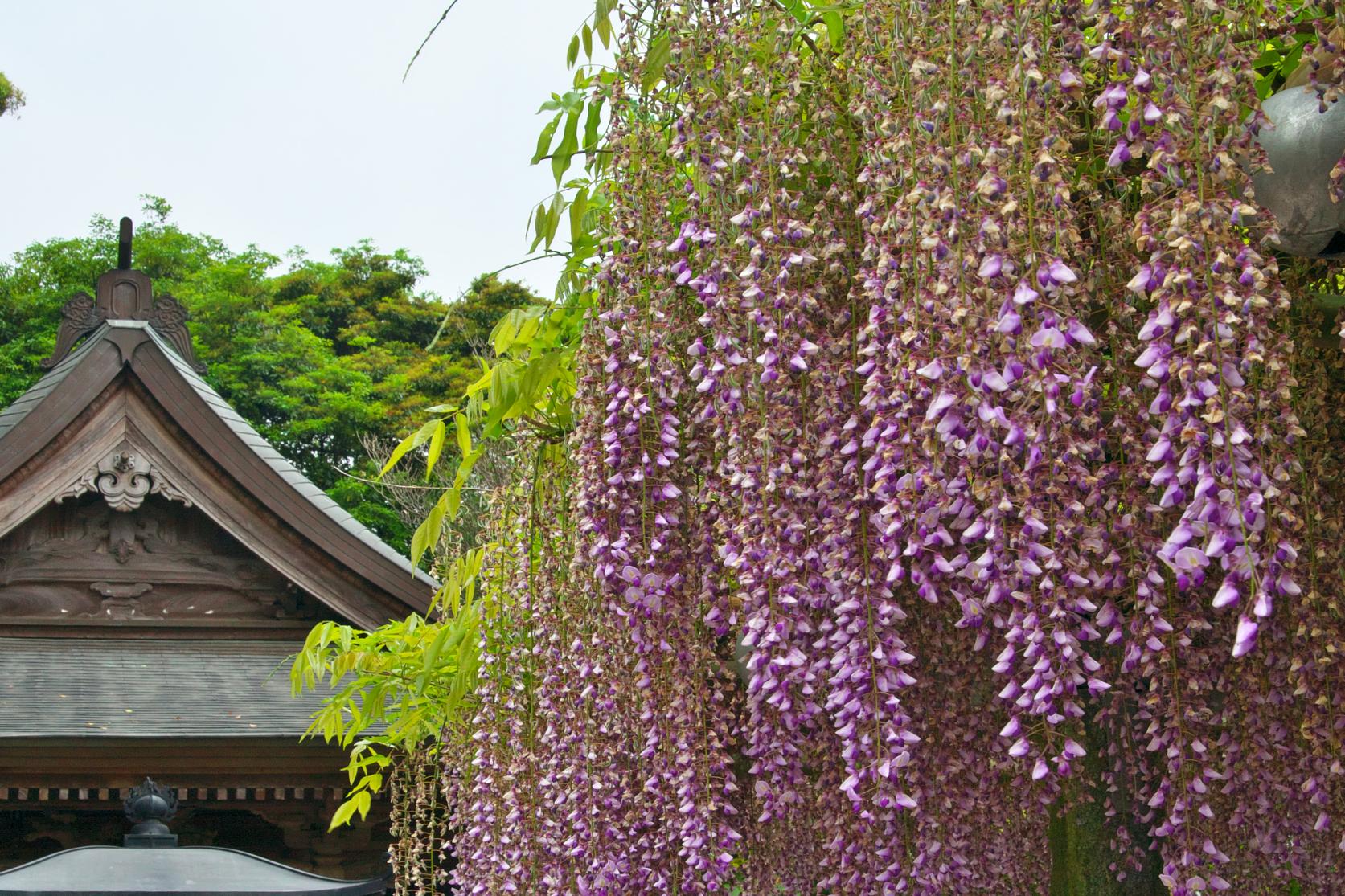 武藏寺 藤节-5