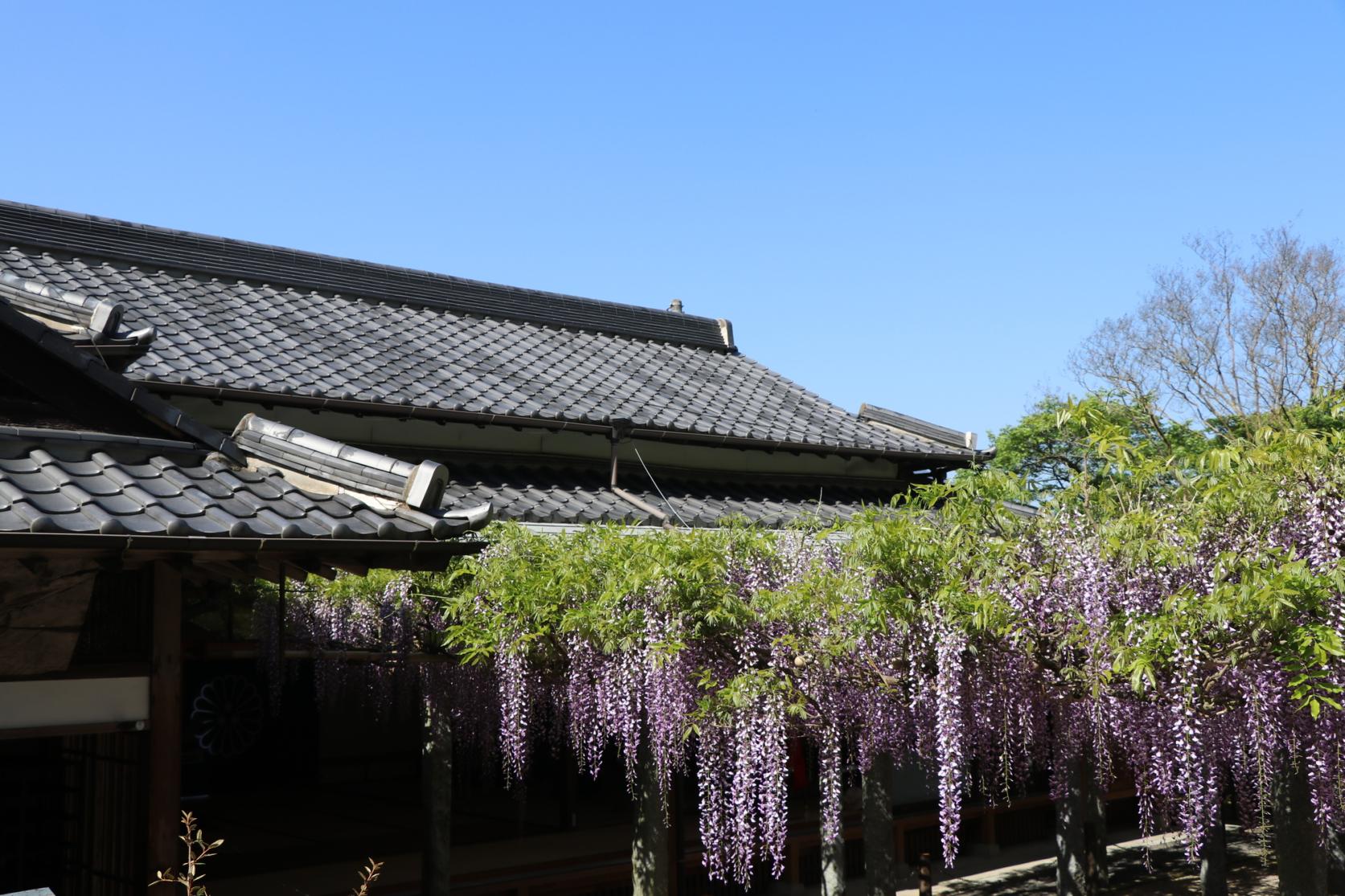 武藏寺 藤节-3